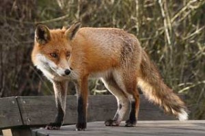 A fox or a hedgehog?
